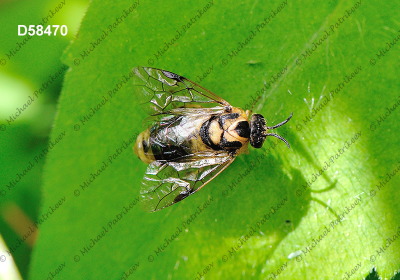 Diprion similis (Introduced Pine Sawfly, Diprionidae, Hymenoptera)